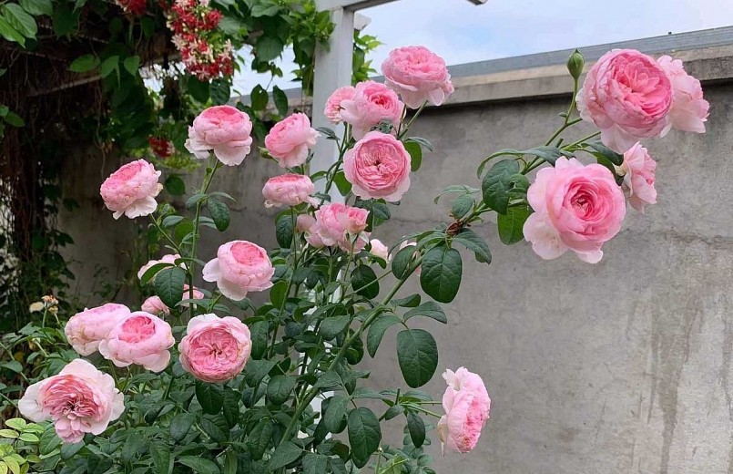 Mỗi bông hoa hồng mang theo những thông điệp trong tình yêu.