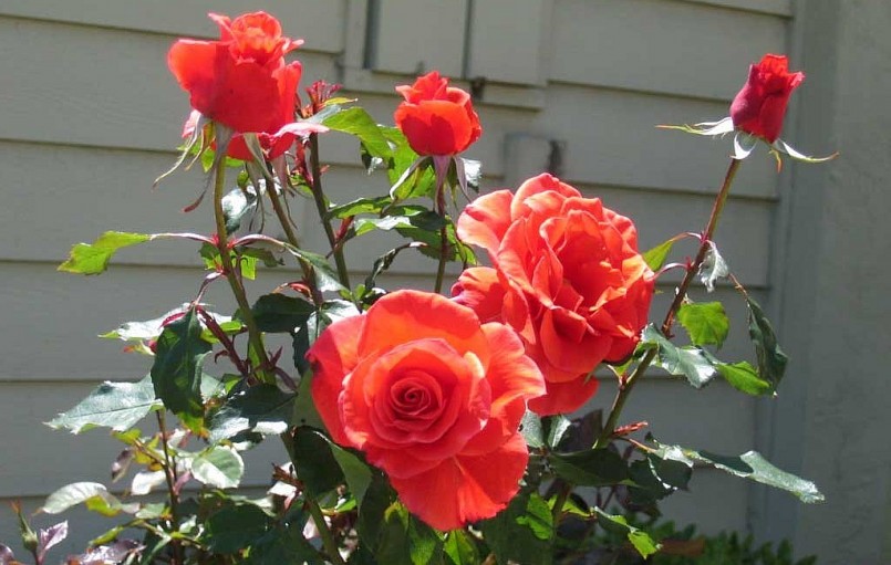 Những bông hoa hồng tuyệt đẹp biểu tượng của tình yêu.