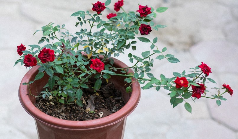 Nếu biết được những bí quyết, chậu hoa hồng vẫn lung linh khoe sắc trong giá lạnh mùa đông.