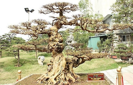 Khi tưới nước, thân cây bonsai sanh cổ thụ chuyển sang màu vàng bóng bẩy vô cùng bắt mắt.