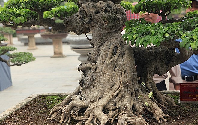 Siêu phẩm bonsai sanh cổ thụ “Dấu ấn thời gian” có thân u bướu, dáng thế độc đáo và bông tán cân đối, hài hòa.