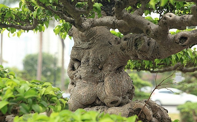 Siêu phẩm bonsai sanh cổ thụ “Dấu ấn thời gian” cao khoảng 1m, đường kính thân bệ khoảng 60cm, hội tụ đủ 4 yếu tố “cổ, kỳ, mỹ văn” của một cây cảnh đẹp.