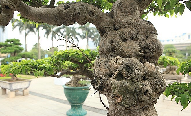 Siêu phẩm bonsai sanh cổ thụ có thân u bướu, dáng thế độc đáo và bông tán cân đối, hài hòa.