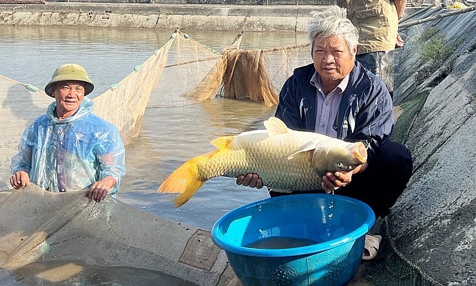Ông Phạm Văn Quất (ở thôn Bằng Bộ, xã Cao Thắng, Thanh Miện) kiểm tra chất lượng đàn cá chép bố mẹ.