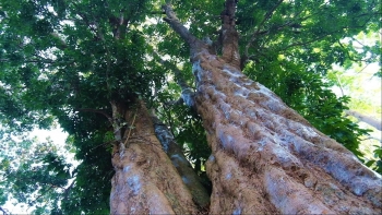 Bí ẩn hai cây vải thiều cổ thụ 300 tuổi cứ ra trái đều là mùa màng bội thu