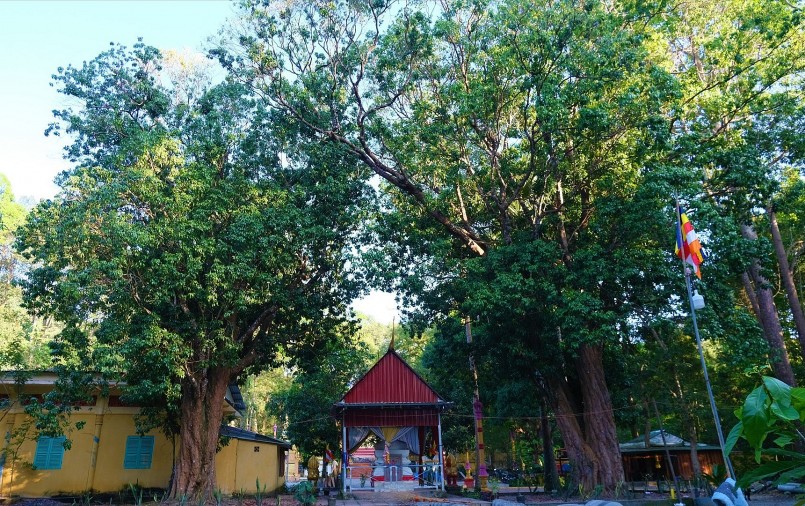 Hai cây vải thiều cổ thụ được trồng ở chùa Svây Ta Hôn (ấp Ninh Lợi, xã An Tức, huyện Tri Tôn, An Giang) từ thời đất nước còn chiến tranh. 