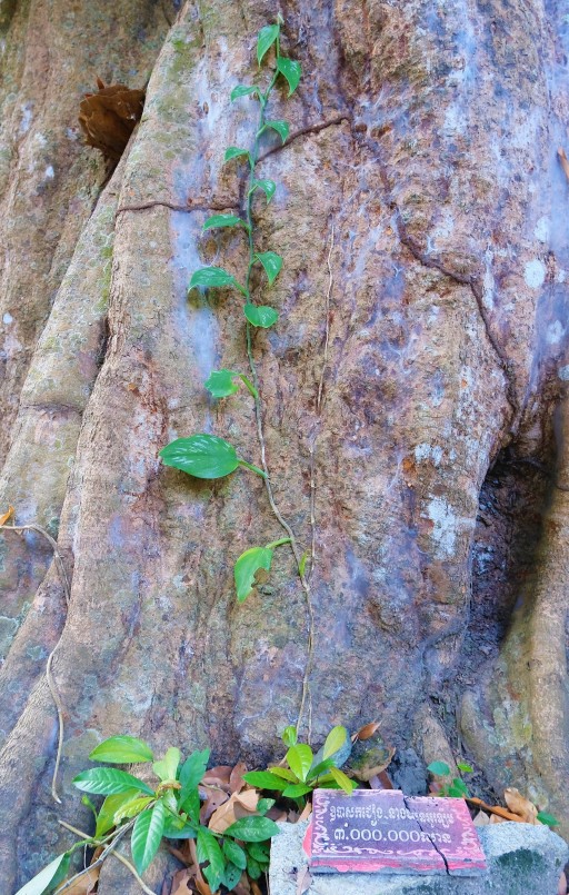 Thân cây vải cổ thụ đầy rong rêu, nhiều nốt u nần, sần sùi như minh chứng cho tàn tích thời gian.