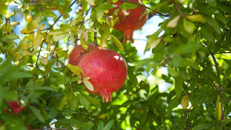 5 loại quả trồng ở ban công nhìn cực mê, hái cực phê, trồng cực dễ