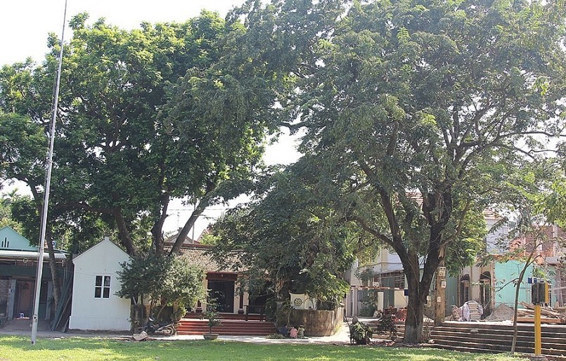 Trong khuôn viên đình Quán Giá, có rất nhiều cây sưa được trồng và chăm sóc.