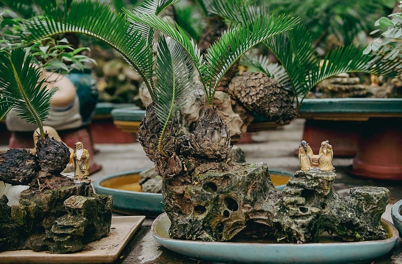 Hiện tại, nhà vườn đang đưa nhiều mức giá bán vạn tuế bonsai mini. Giá rẻ nhất là 500.000 đồng/chậu, đắt nhất lên tới hàng chục triệu đồng.