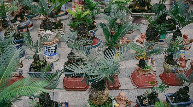 Cận Tết Nguyên đán 2023, gian hàng vạn tuế bonsai mini trên đường Lạc Long Quân (quận Tây Hồ, Hà Nội) đang thu hút sự quan tâm của nhiều người yêu cây cảnh.