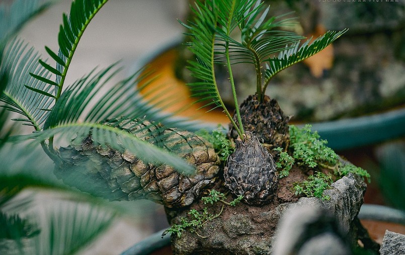 Để có được chậu cây vạn tuế bonsai mini đẹp cần phải lựa chọn tỉ mỉ, cây và đá phải hợp nhau, có khi người chăm phải dành tới 4-5 năm mới cho ra thành phẩm một chậu non bộ ưng ý, bày bán ra thị trường.