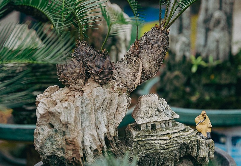 Theo dân gian tương truyền, cây vạn tuế bonsai khi trồng ở nhà sẽ đem lại nhiều tài lộc và hạnh phúc cho gia chủ.