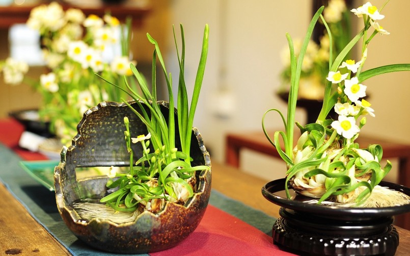 Thú chơi hoa thủy tiên bonsai có từ lâu đối với người Hà Nội.