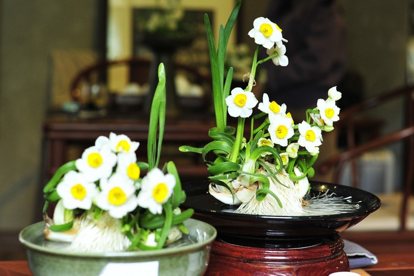 Với người Hà Nội xưa, thủy tiên là loài hoa mang vẻ đẹp quý phái, là biểu tượng của sự may mắn và trường thọ.