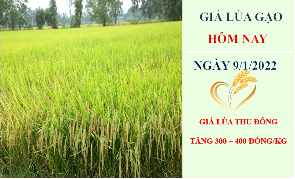 Giá lúa gạo hôm nay 9/1/2023: Giá lúa Thu Đông tăng 300 – 400 đồng/kg