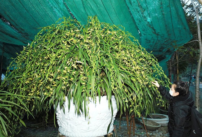 Một chậu địa lan Trần Mộng “khủng” với hơn 200 cành hoa.