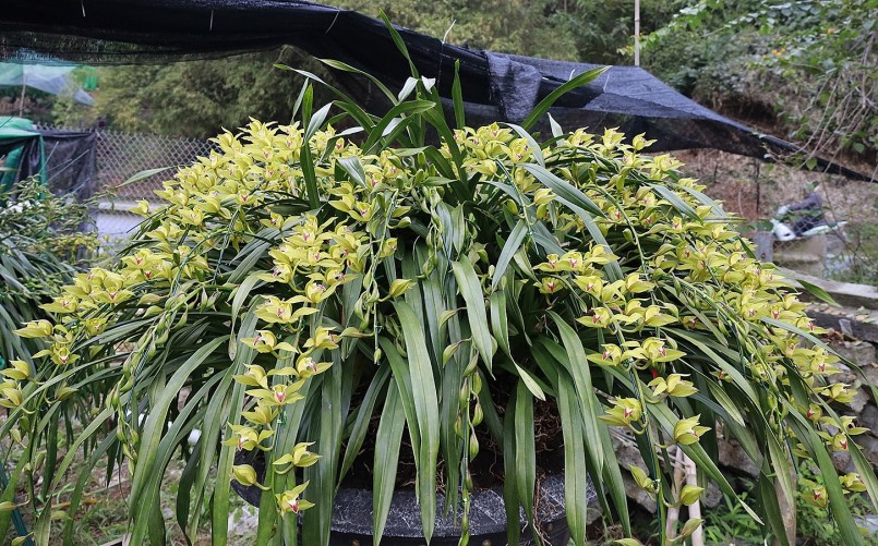 Một chậu địa lan “khủng” có hoa nở sớm được chủ vườn trưng bày để mời gọi những người yêu địa lan Trần Mộng.