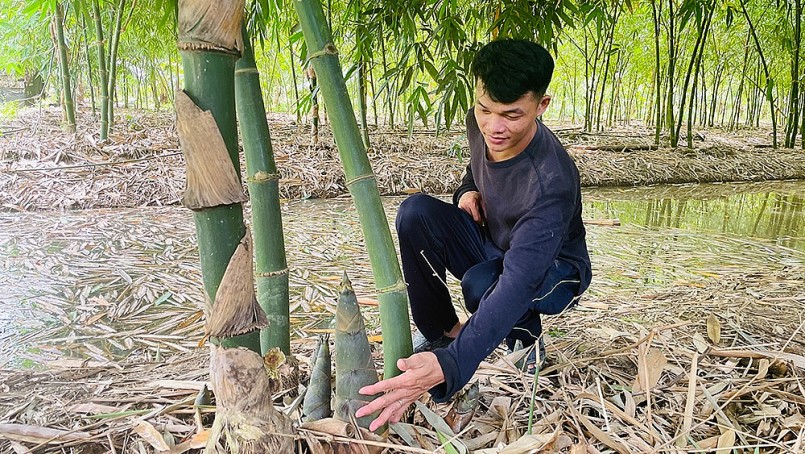 Kinh tế gia đình anh Trần Văn Ngọc khá giả nhờ trồng tre tứ quý