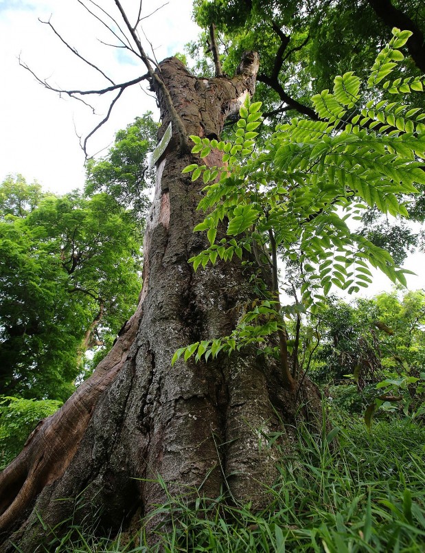 Chính quyền địa phương đang lên nhiều phương án phục hồi, phát triển rừng cây lim cổ thụ đặc biệt này.