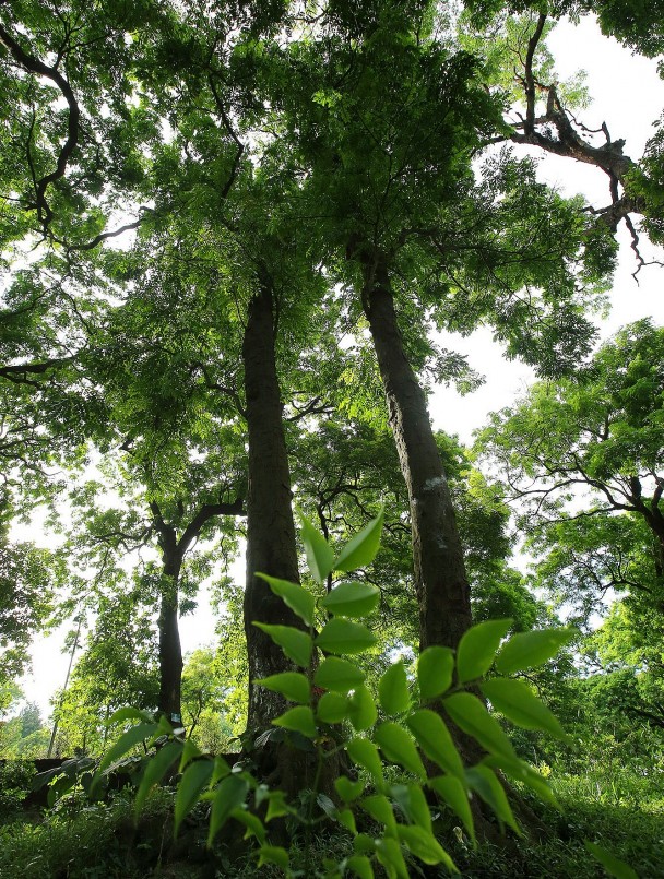 Với những giá trị của mình, 85 cây lim cổ thụ cùng 2 cây ngọc lan và 2 cây đại tại khu di tích lịch sử Đền Và được Hội bảo vệ thiên nhiên môi trường Việt Nam công nhận là Cây di sản Việt Nam.