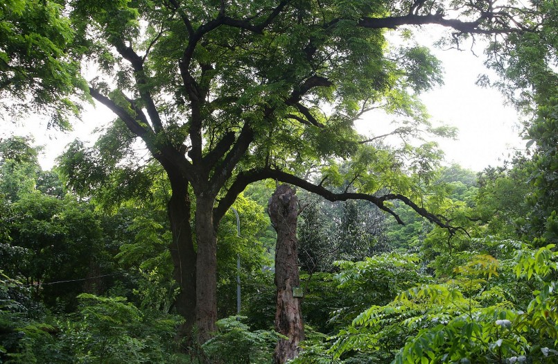 Với người dân Sơn Tây, khu rừng lim xanh cổ thụ còn có ý nghĩa tâm linh, họ coi đây là khu rừng thiêng với nhiều câu chuyện kỳ lạ. Không một ai xâm phạm cánh rừng này dù chỉ là một cành củi.