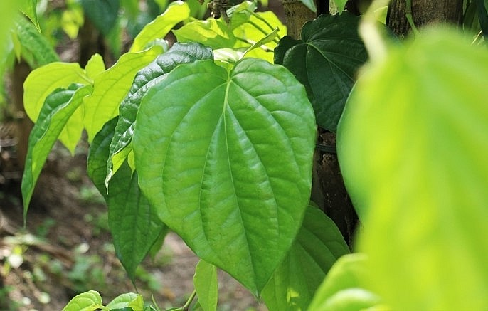 Trầu không ở xã Đỉnh Bàn nổi tiếng thơm ngon với lá trầu dày, vị cay nồng đặc trưng. 