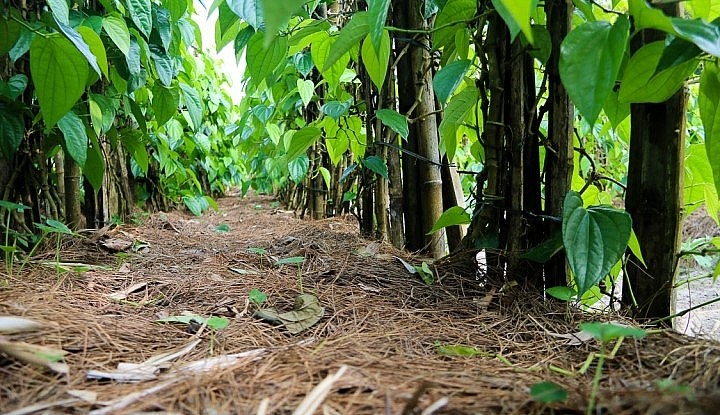 Người dân làng Văn Sơn thường ủ lá cây khô dưới gốc trầu để tạo độ ẩm, giữ nước cho cây.