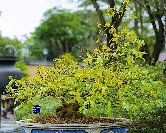 Tại Thừa Thiên Huế, một số vườn mai vàng được quy hoạch, trồng đúng giống mai vàng Huế và bước đầu đã đem lại kết quả tích cực.