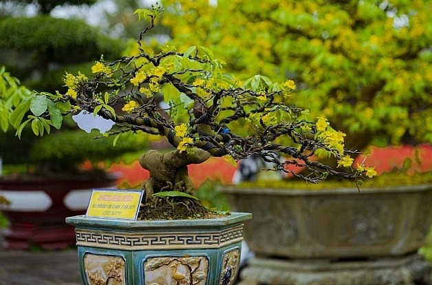 Mai vàng là loại hoa nổi tiếng của Việt Nam. Đối với Thừa Thiên Huế, mai vàng có nguồn gen bản địa đặc hữu thường được gọi là hoàng mai Huế.