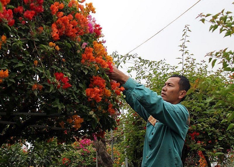 Anh Nguyễn Văn Mạnh là một chủ vườn hoa giấy ngũ sắc có tiếng ở Văn Giang (Hưng Yên)