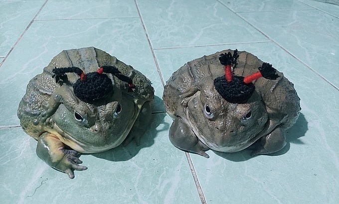 Hai con ếch dòng Bullfrog nặng 1,2kg/con mà anh Đức hiện chăm sóc. Loài này kích cỡ lớn nhất có thể đạt tới 2kg (Ảnh: Nguyễn Tuấn Đức).