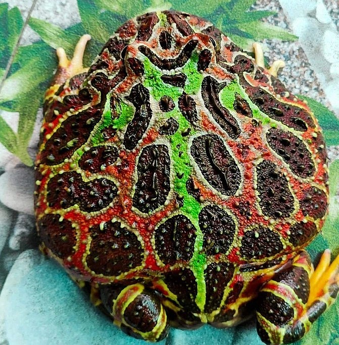 Ornate Horned Frog là loài ếch đắt nhất có giá từ 2,5 đến 3 triệu đồng mỗi con nhỏ (Ảnh: Văn Tài).