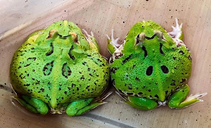 Hai con ếch Pacman màu xanh lá 4 chấm bắt mắt, giá 450.000 đồng/con nhỏ (Ảnh: Văn Tài).