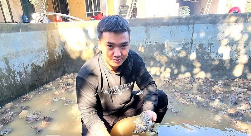 Dương Hồng Sơn kiểm tra ếch trong bể nuôi vỗ ếch bố mẹ.