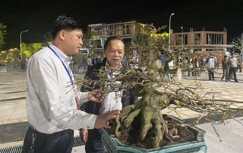 Những tác phẩm mai bonsai trị giá hàng trăm triệu đồng tại Lễ hội Mai vàng An Nhơn.