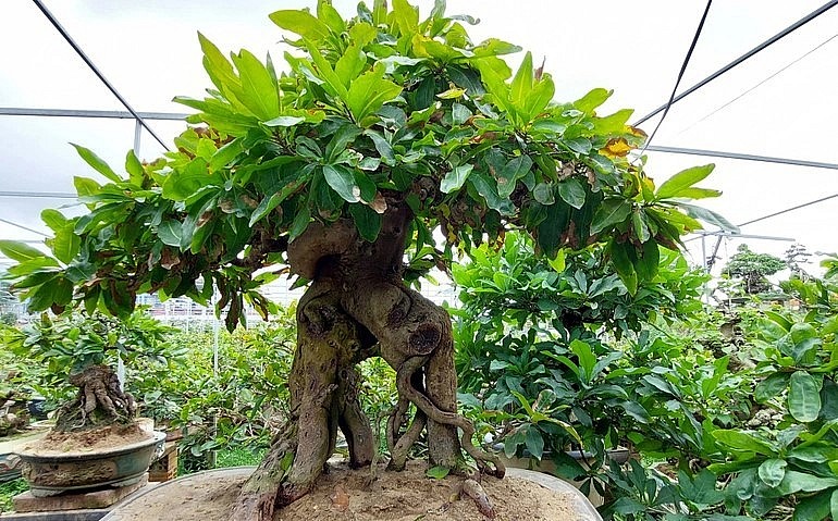 Biến gốc phế, chết ngọn, hỏng cành thành siêu phẩm mai vàng bonsai giá trăm triệu dịp Tết