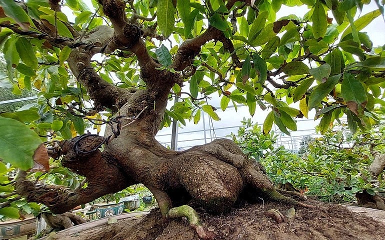 Tác phẩm mai bonsai Ngọc Long phi vân (Rồng ngậm ngọc bay trong mây).