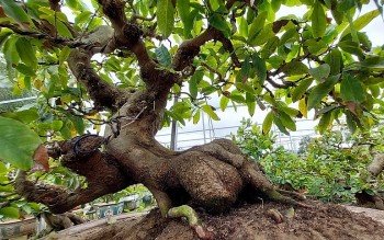 Biến gốc phế, chết ngọn, hỏng cành thành siêu phẩm mai vàng bonsai giá trăm triệu dịp Tết