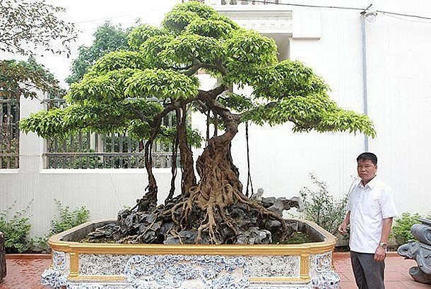 Chủ nhân của  siêu phẩm sanh bonsai cổ là ông Phan Văn Toàn (một đại gia ở TP.Việt Trì, Phú Thọ).