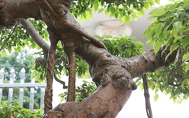 Các tay cành của san bonsai cổ gân guốc.