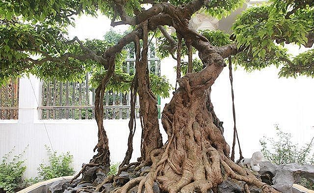 'Choáng' trước báu vật sanh bonsai 300 tuổi từng qua tay vua Bảo Đại, 30 tỷ không có cửa