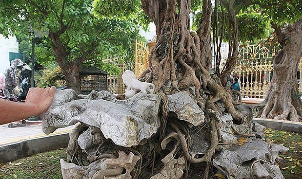 Cây sanh được trồng trên một khối đá trắng, rễ cây đã luồn lách qua những kẽ đá mất nhiều năm mới có được.