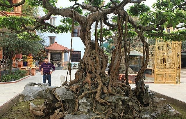 Từng có người trả giá tới 30 tỷ đồng cho cây sanh bonsai cổ thụ nhưng ông Toàn quyết không bán.