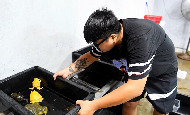 Anh Huỳnh Anh Khoa (26 tuổi) hiện sở hữu khoảng 200 con ếch cảnh, trong đó có hơn 10 con trưởng thành có giá trị cao.