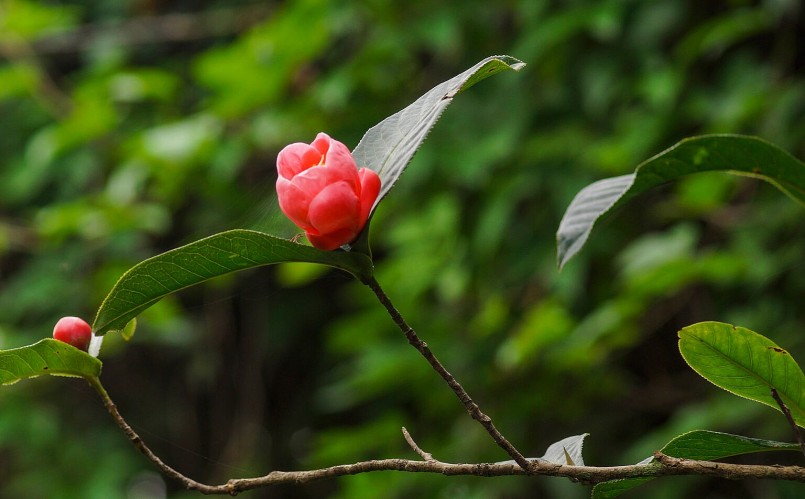 Hoa hải đường đặt ở vị trí này mới chuẩn phong thủy, giúp gia chủ giàu sang, phú quý trong năm mới