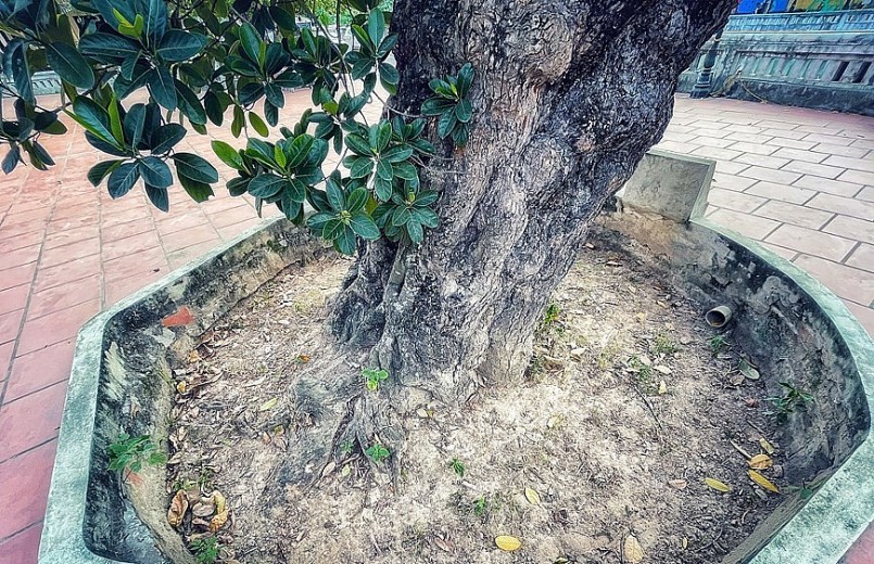 Theo phong tục xưa ở các làng quê Việt Nam, người dân thường trồng những cây mít cổ thụ làm bóng mát và hơn hết còn mang ý nghĩa phong thủy.