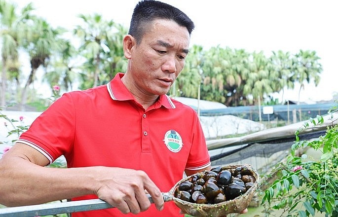 Anh Bùi Văn Hải từng bỏ nghề báo, bỏ chức phó giám đốc để về quê nuôi ốc nhồi.