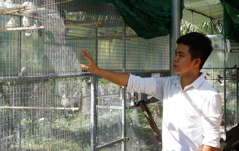 Phạm Hữu Vinh hiện đang sở hữu trại nuôi chào mào đột biến khủng nhất miền Tây.