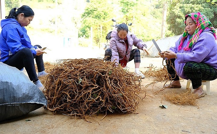 Gia đình ông Phạm Văn Sơn có thu nhập hàng tỷ đồng từ cây dược liệu ba kích.